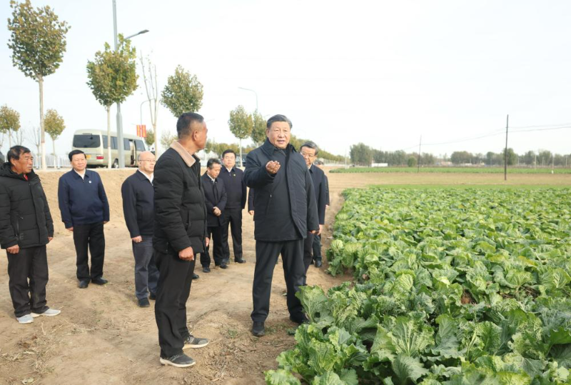 11月10日，中共中央总书记、国家主席、中央军委主席习近平在北京、河北考察灾后恢复重建工作。这是10日下午，习近平在河北保定涿州市刁窝镇万全庄村村边农田察看大白菜长势。新华社记者 鞠鹏 摄