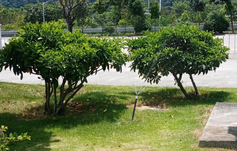 喷淋浇灌