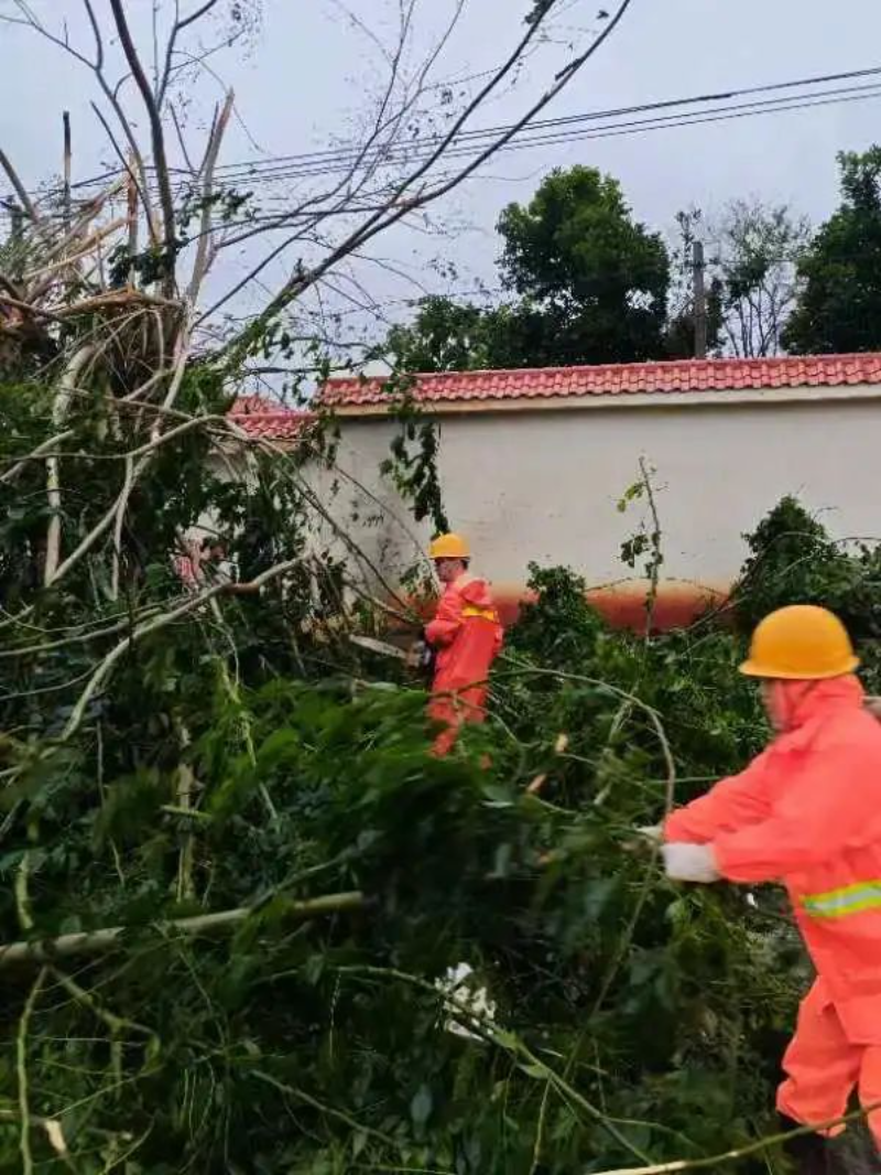 湛江市九色视频运输部门清理下桥至英利路段倒伏的树木。