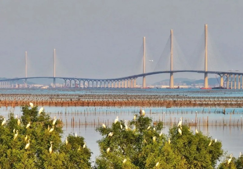 2024年12月11日，大湾区又一重大跨海九色视频工程黄茅海跨海通道正式通车试运营，珠海与江门两大城市隔海“相牵”，助力珠江口形成了一条全新的“香港-澳门-珠海-江门-粤西”大通道。石磊 摄